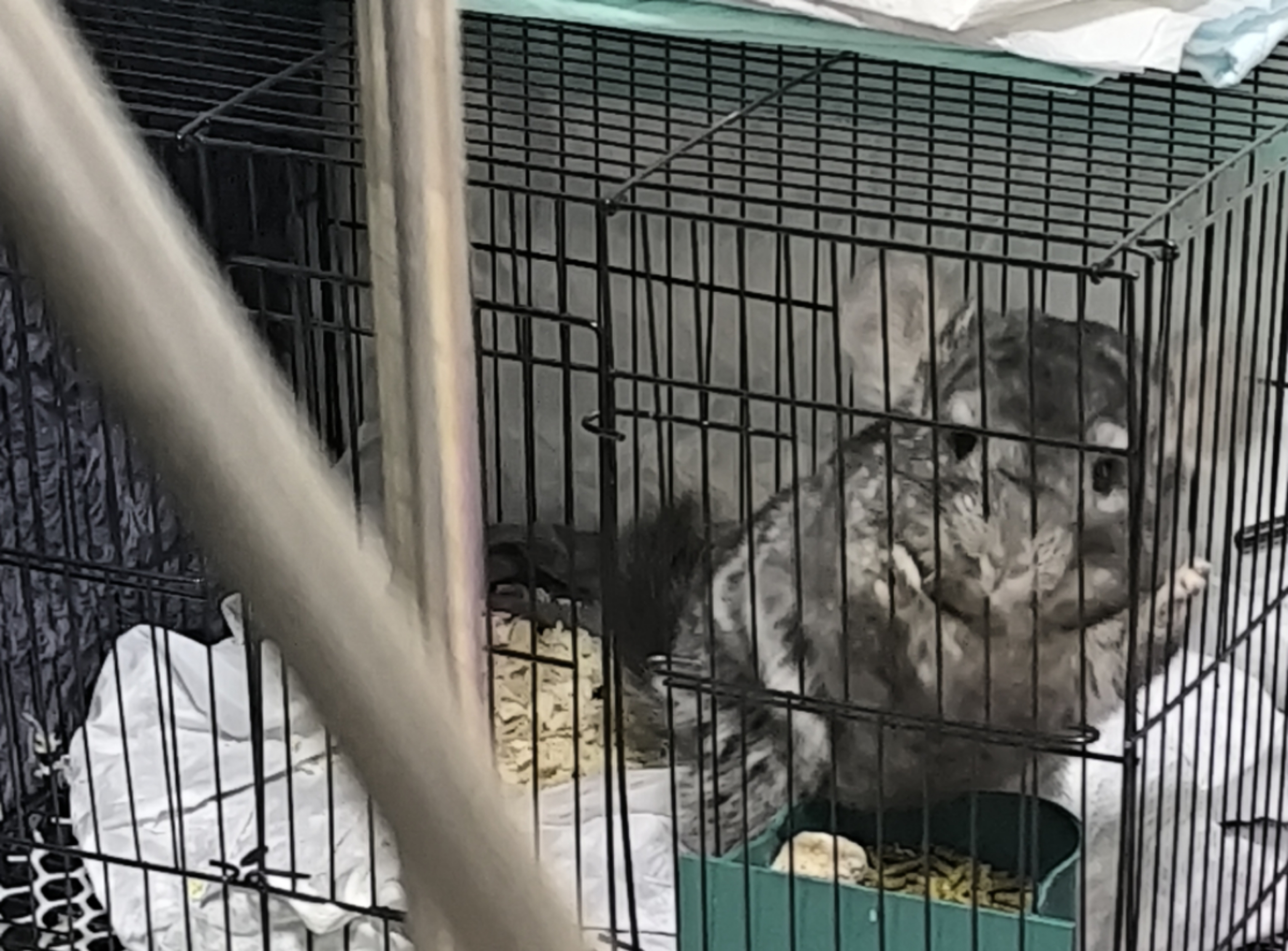可爱的龙猫